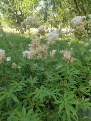 Filipendula palmata