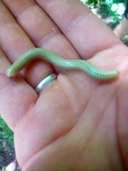 Diplopoda