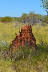 Podaxis beringamensis