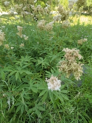 Filipendula palmata