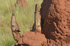 Podaxis beringamensis