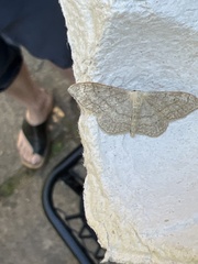 Idaea aversata