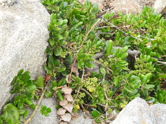 Coprosma repens