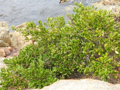 Coprosma repens