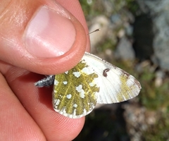 Euchloe simplonia