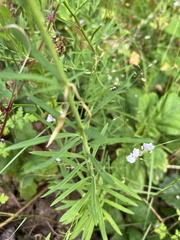 Linaria repens
