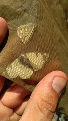 Euchloe simplonia