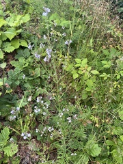 Linaria repens