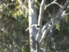 Gallirallus philippensis