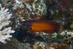 Southern Tubelip photo 5