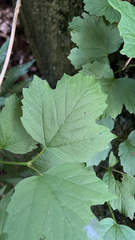 Viburnum opulus