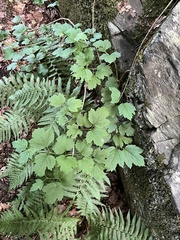 Viburnum opulus