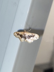 Idaea gemmata