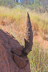 Podaxis beringamensis