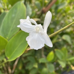 Schumannianthus benthamianus