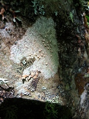 Lecanoromycetes