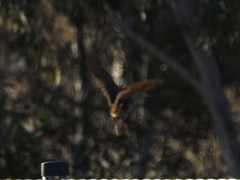 Gallirallus philippensis