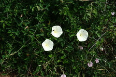 Convolvulus scammonia