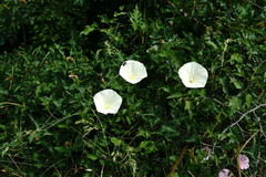Convolvulus scammonia
