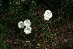 Convolvulus scammonia