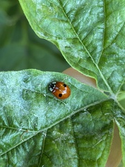 Adalia bipunctata