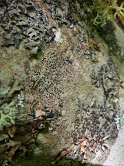 Lecanoromycetes