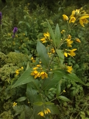 Lysimachia vulgaris