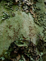 Lecanoromycetes