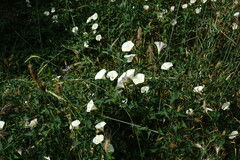 Convolvulus scammonia