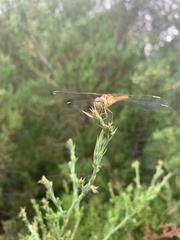 Sympetrum meridionale