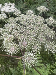 Angelica sylvestris