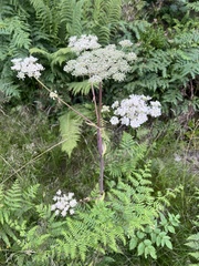 Angelica sylvestris