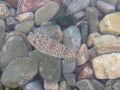 Torquigener flavimaculosus