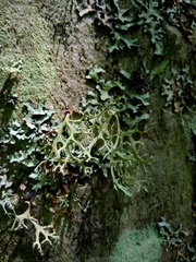 Lecanoromycetes
