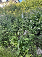 Digitalis purpurea