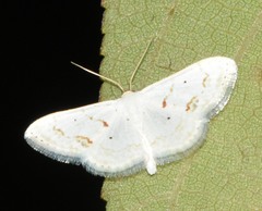 Scopula lautaria