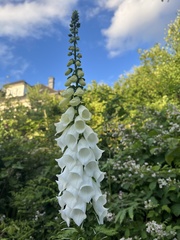 Digitalis purpurea