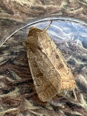 Hoplodrina blanda