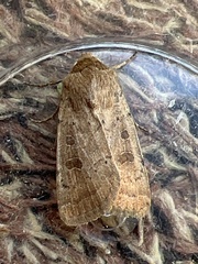 Hoplodrina blanda