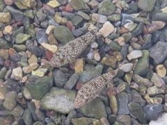 Torquigener flavimaculosus