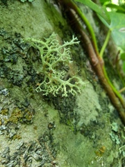 Lecanoromycetes