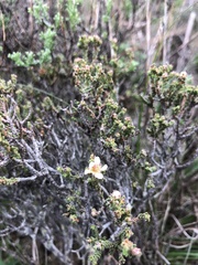 Diosma passerinoides