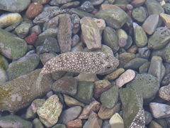 Torquigener flavimaculosus