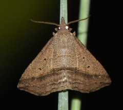 Ledaea perditalis