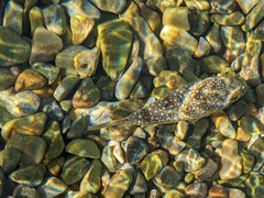 Torquigener flavimaculosus