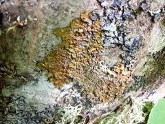 Lecanoromycetes