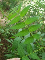 Ailanthus altissima