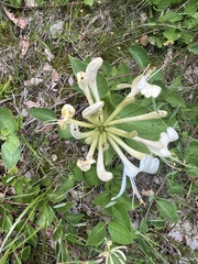 Lonicera periclymenum