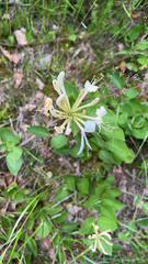 Lonicera periclymenum