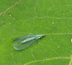 Chrysopa perla